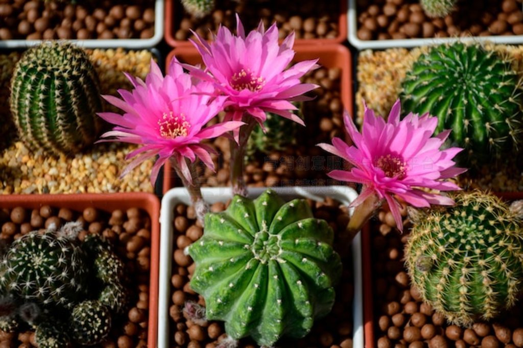 Echinopsis  Lobivia ֮ӽƵķۺɫ䡣