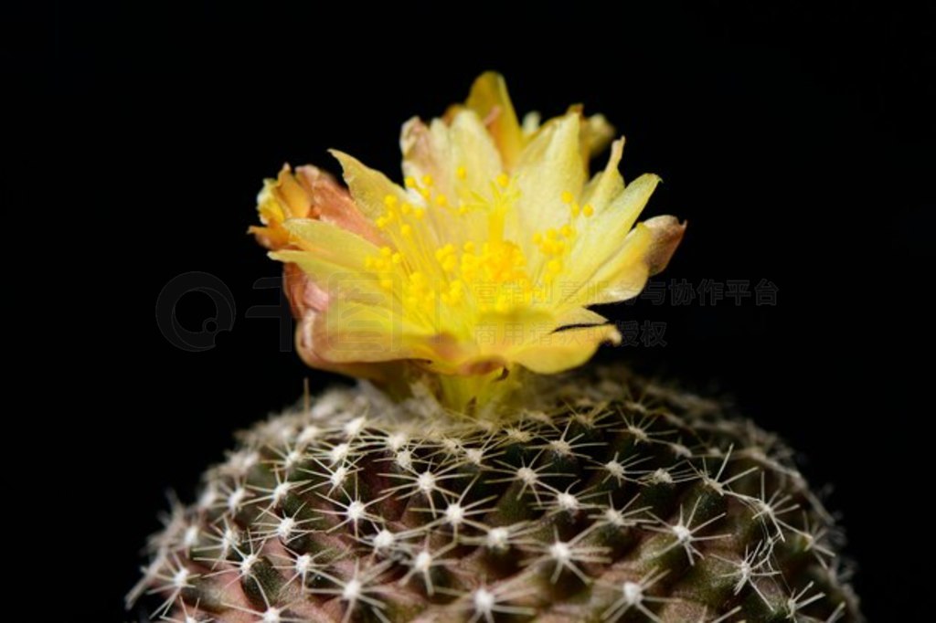 Ϻɫ Copiapoa sspɫ䡣