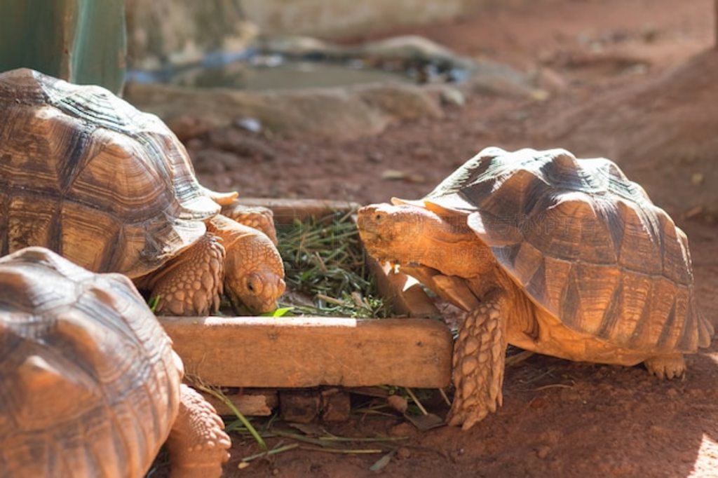 տ½ꡢ޶ܰ½ (Geochelone sulcata)