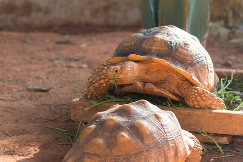 տ½ꡢ޶ܰ½ (Geochelone sulcata)