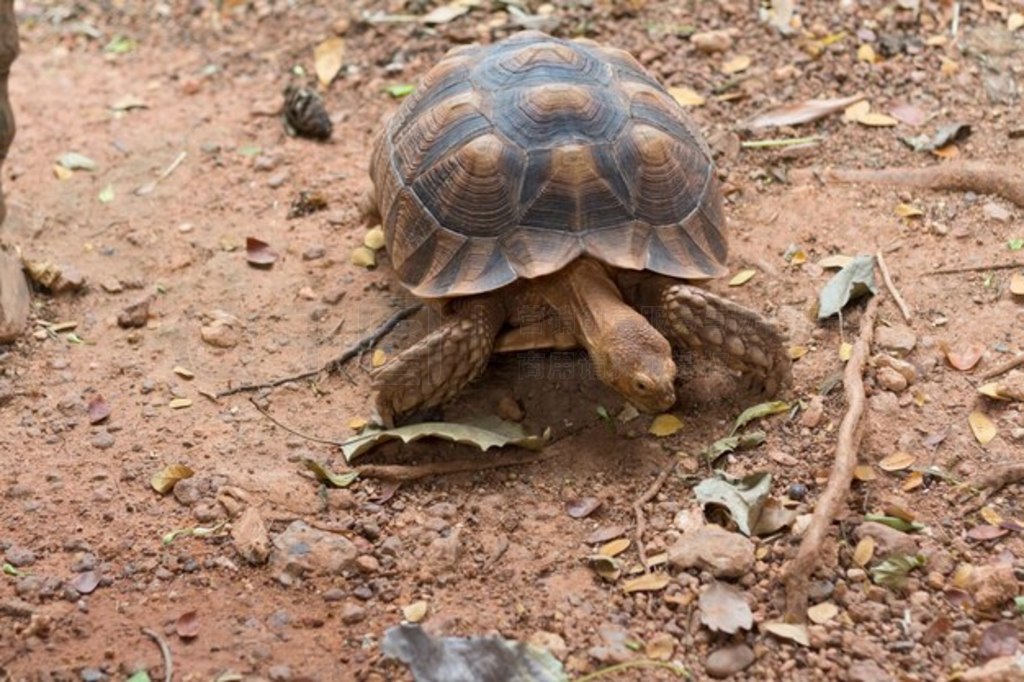 տ½ꡢ޶ܰ½ (Geochelone sulcata)