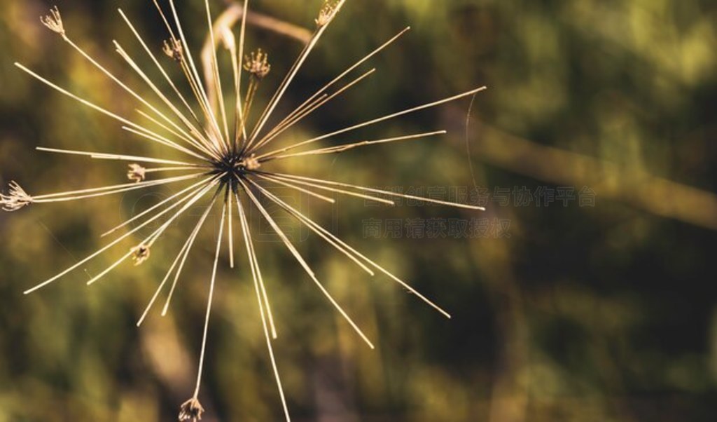 Heracleum mantegazzianum дʹ֩ͷɻ