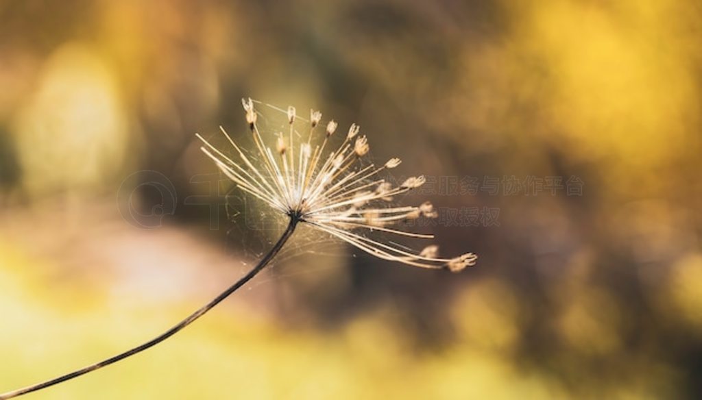 Heracleum mantegazzianum ֩ر