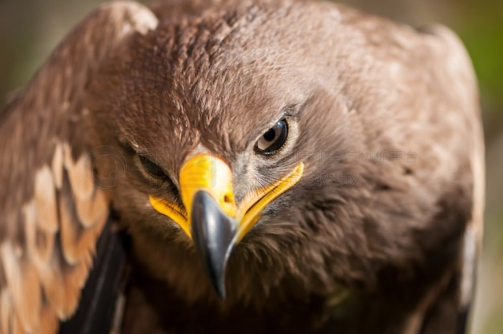 ԭ (Aquila Nipalensis) дФ