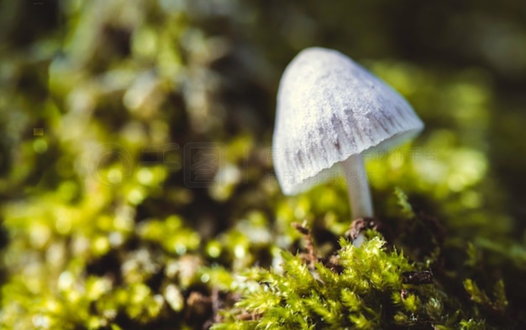 ĢñPsilocybe semilanceata