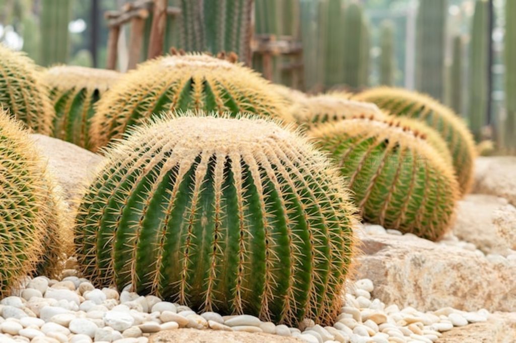 Echinocactus grusonii Ͱƻ԰á