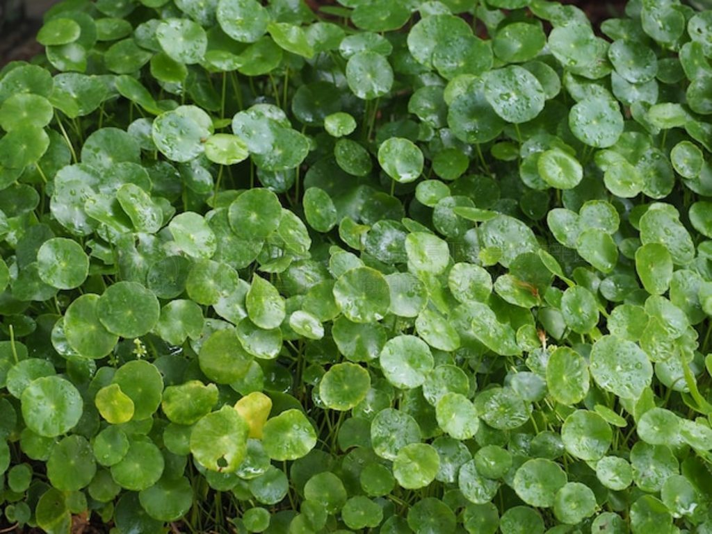 ˮ Pennywort