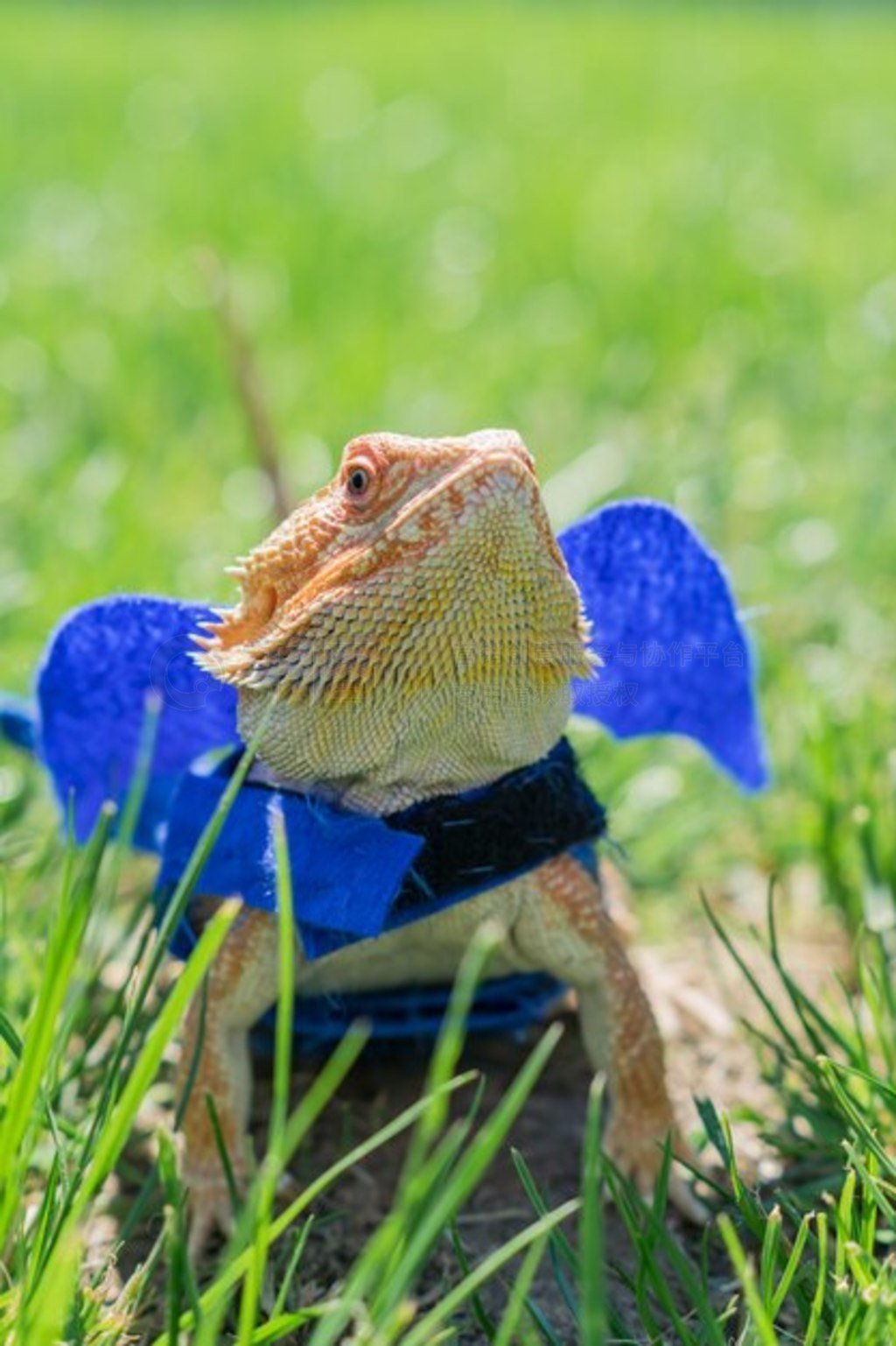 ̲кӵ (Pogona vitticeps) дͷļ