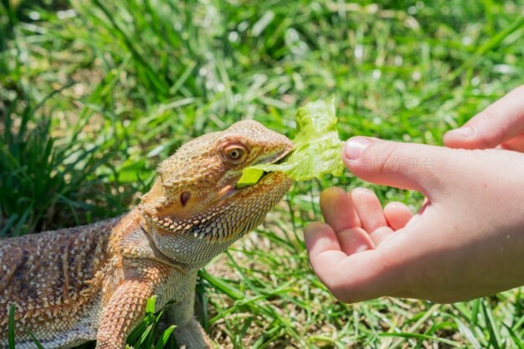 ̲кӵ (Pogona vitticeps) дͷļ