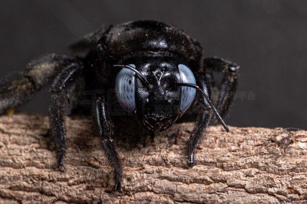  Xylocopa latipes ɫ