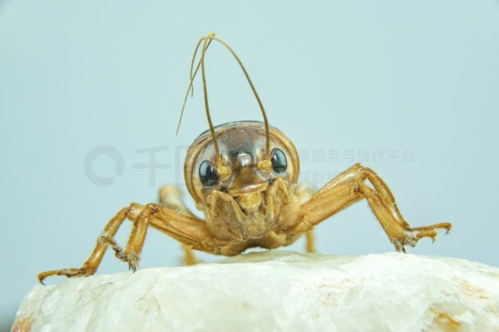 Gryllidae д