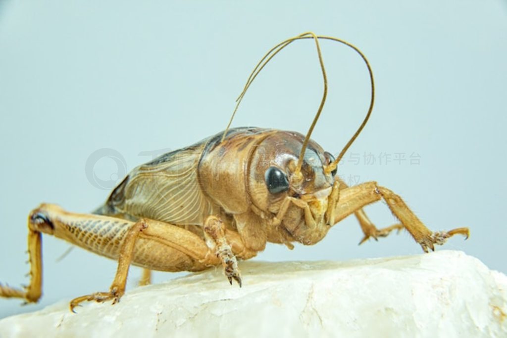 Gryllidae д