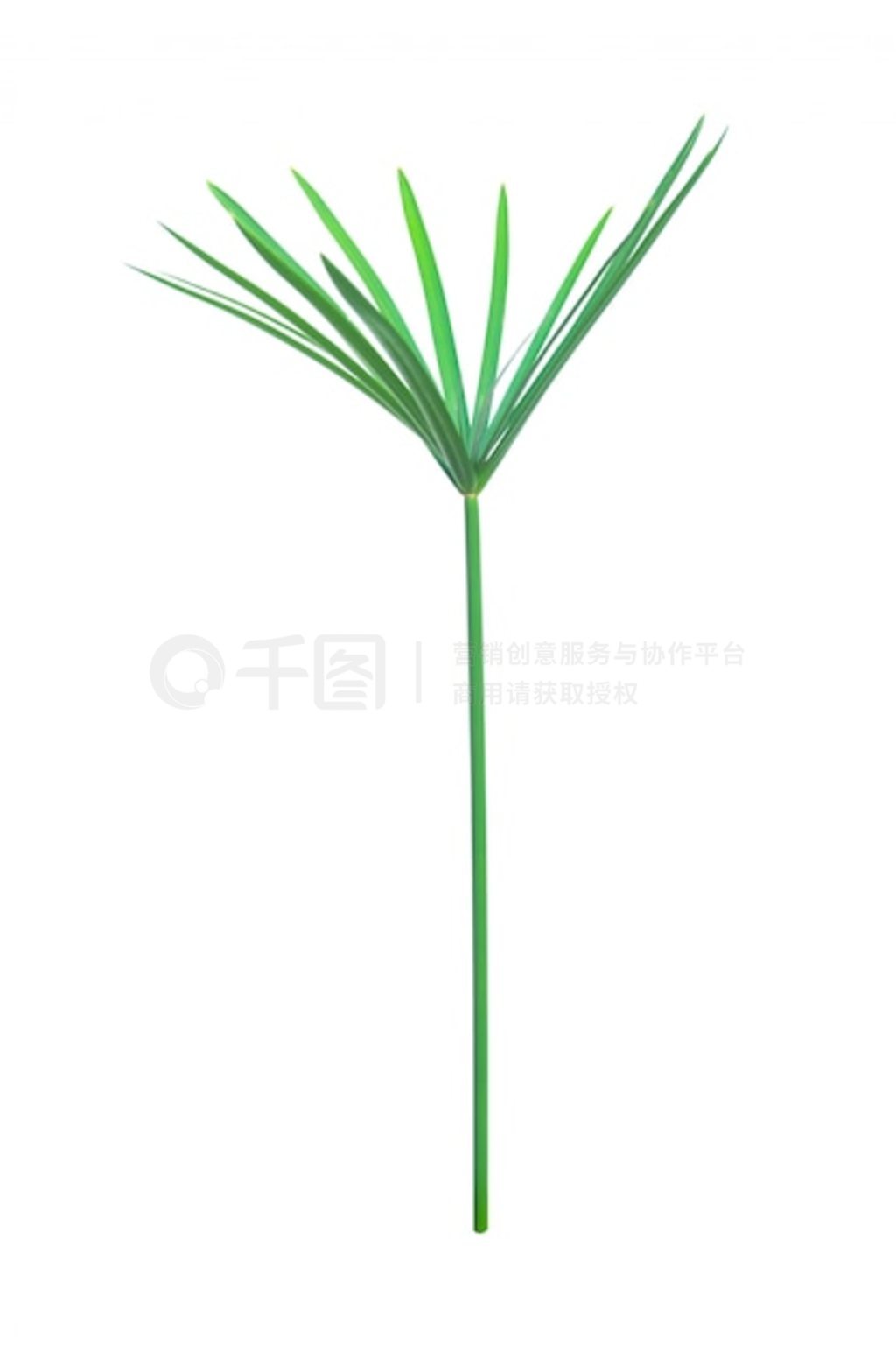 ɡֲֽɯݡCyperus alternifolius ·