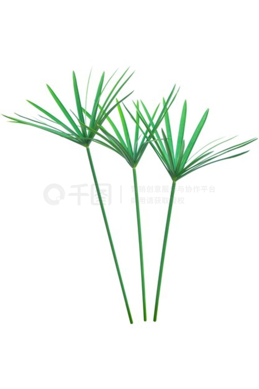 ɡֲֽɯݡCyperus alternifolius