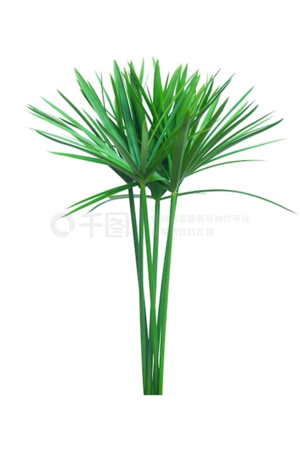 ɡֲֽɯݡCyperus alternifolius