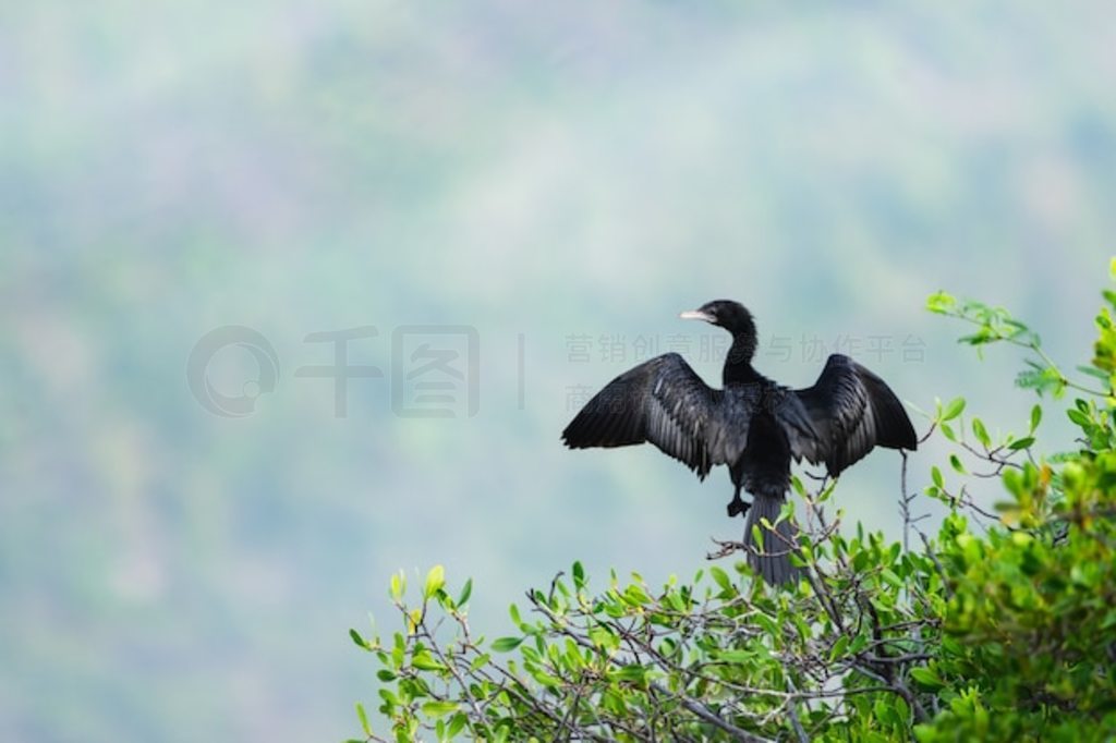 ˻ Phalacrocorax carbo ֦ͣϡ