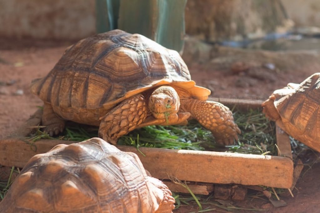 ް꣨Geochelone sulcata½Ʒ֮һ