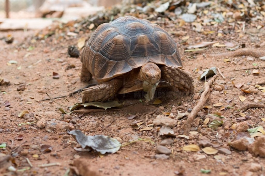 ޶צ½ (Geochelone sulcata)