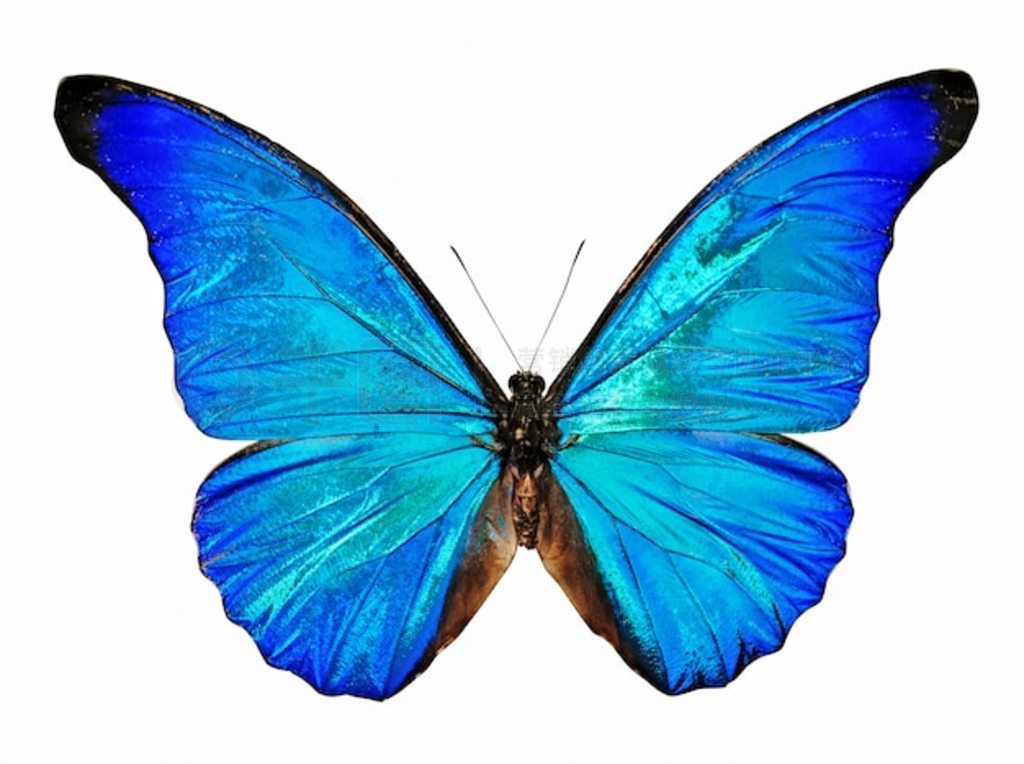  morpho anaxibia