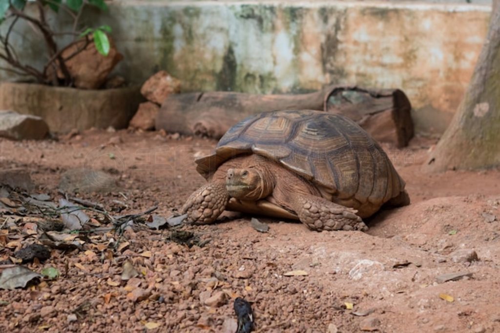 տ½꣬޶ܼ½꣨Geochelone sulcata½֮һ