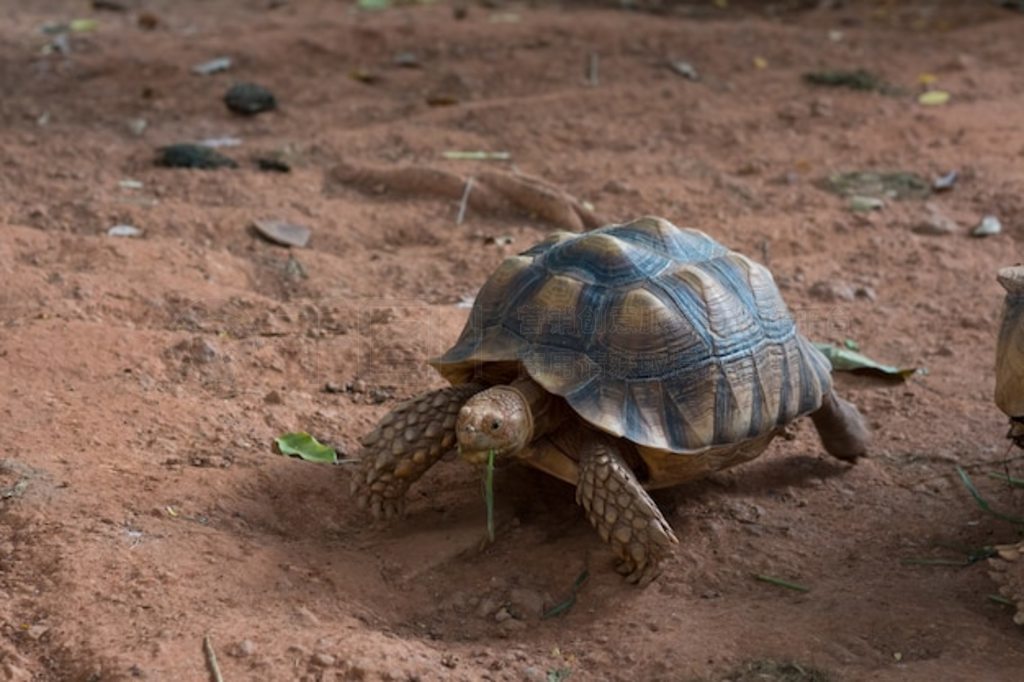 տ½꣬޶ܼ½꣨Geochelone sulcata½֮һ