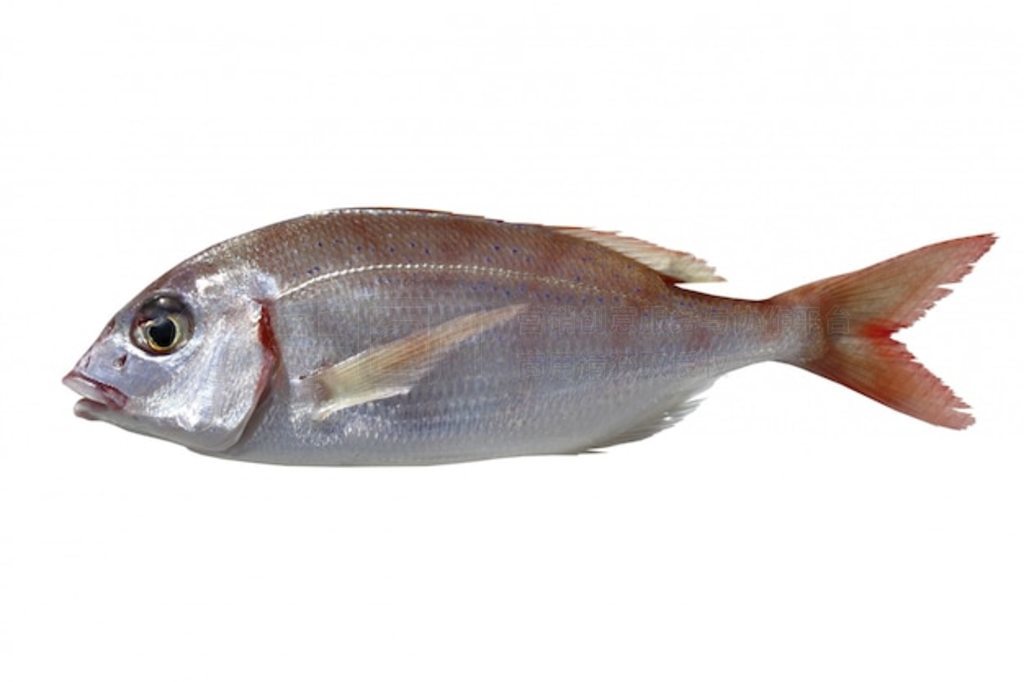 ˶ pagellus erythrinus