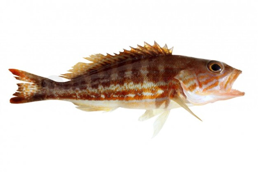  к serranus cabrilla