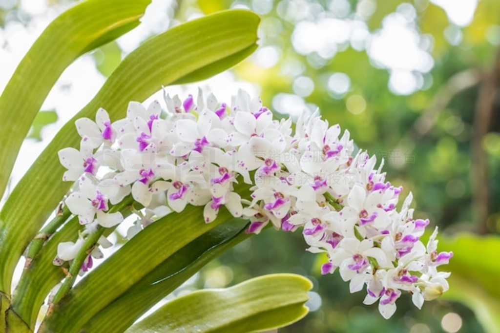 ɫɫRhynchostylis gigantea