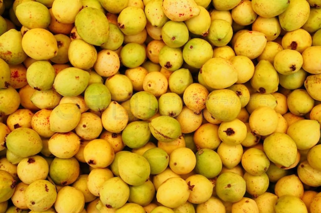 Buayaba o guayabilla ʵ Psidium guajava Linnaeus