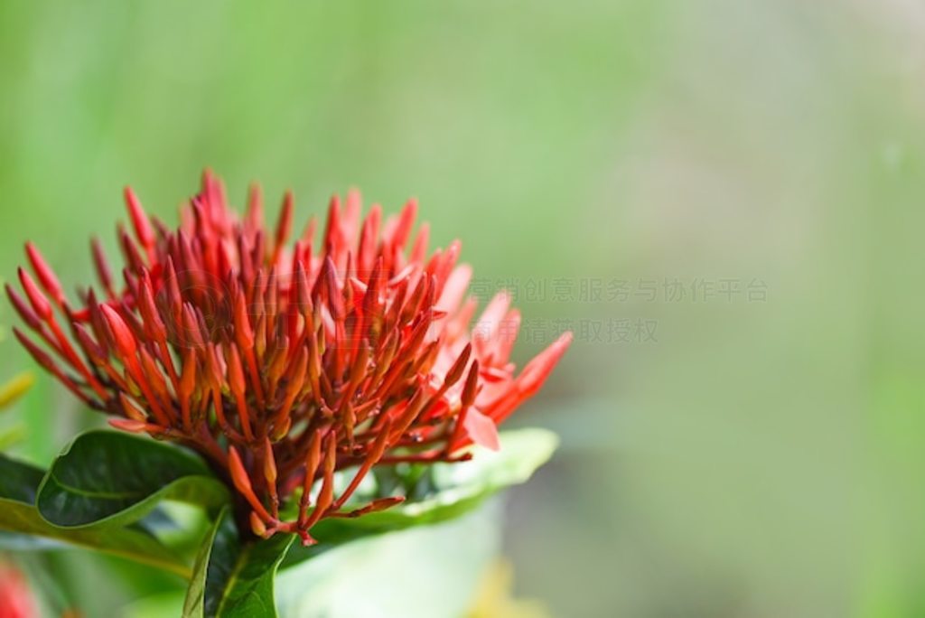 ɫʢڻ԰Ȼɫ Chinensis Ixora coccinea