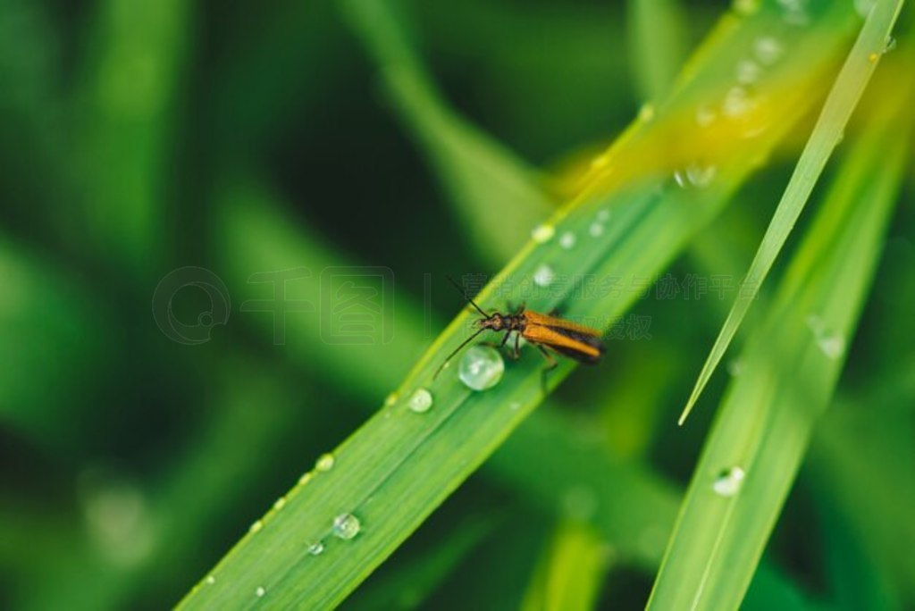 ̲ϵС׳ Cerambycidae