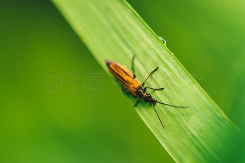 ̲ϵС׳ Cerambycidae