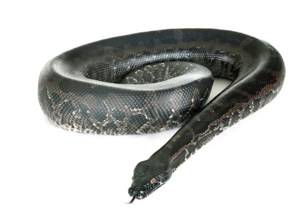  Python curtus