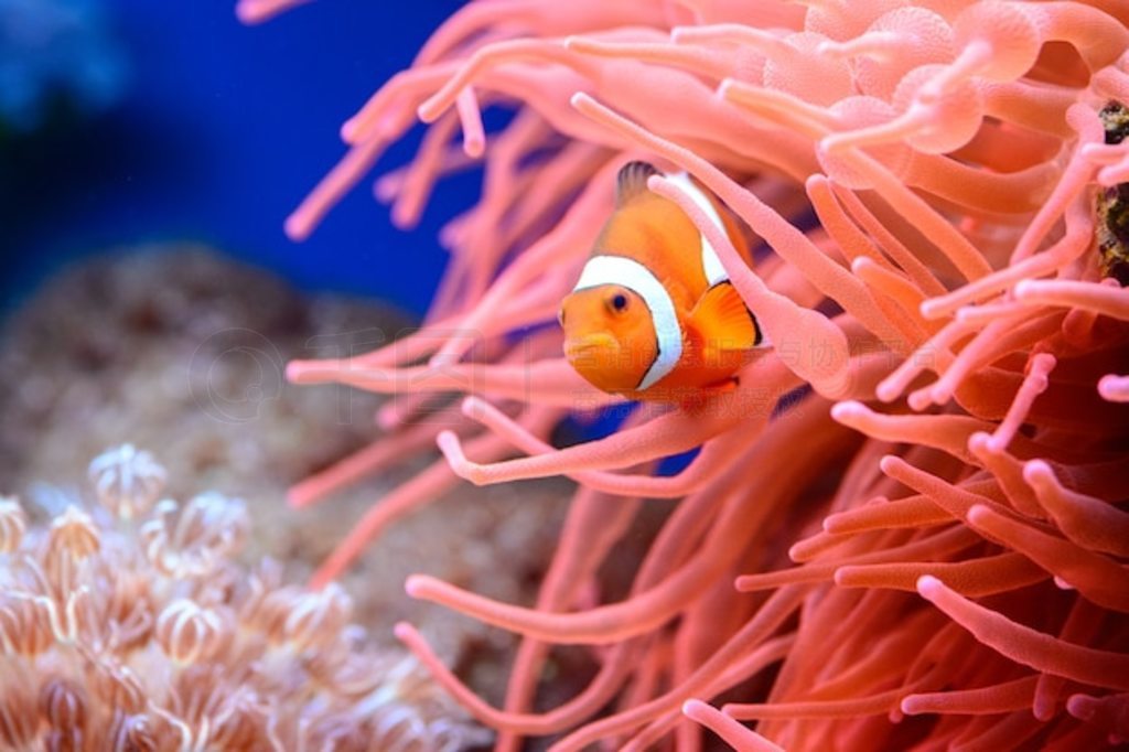 ɫС Amphiprion percula