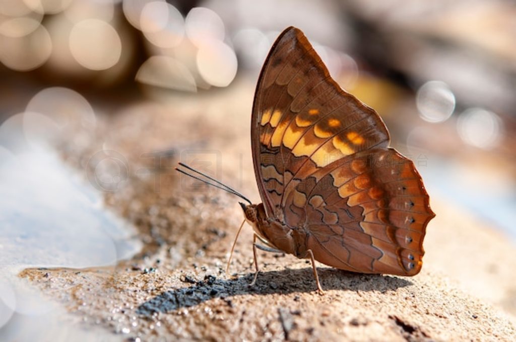 Ȼлƺɫ (Charaxes Bernardus) ڵˣд