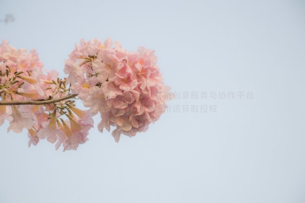 ѡԾ۽ Tabebuia Rosea ڴ