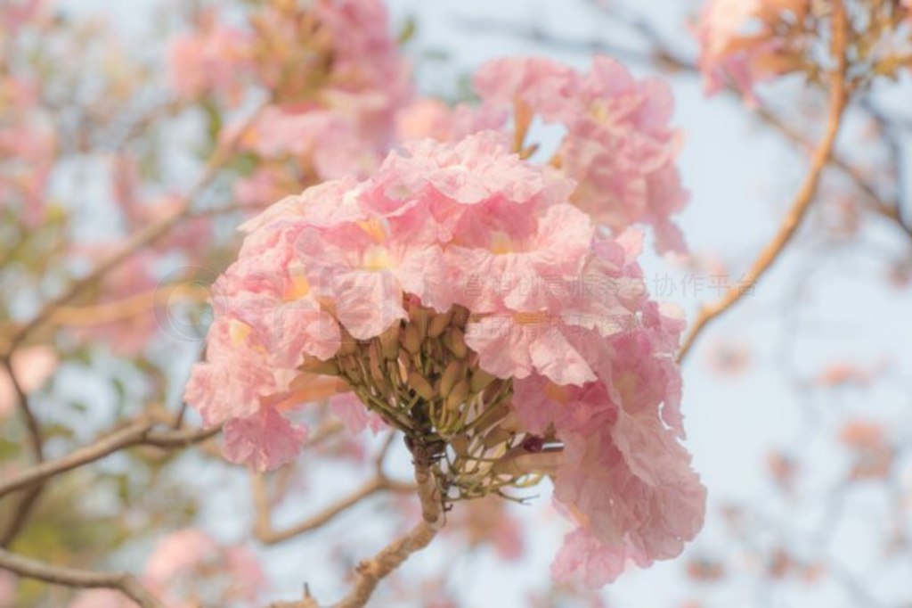  Tabebuia Rosea ڴʢ