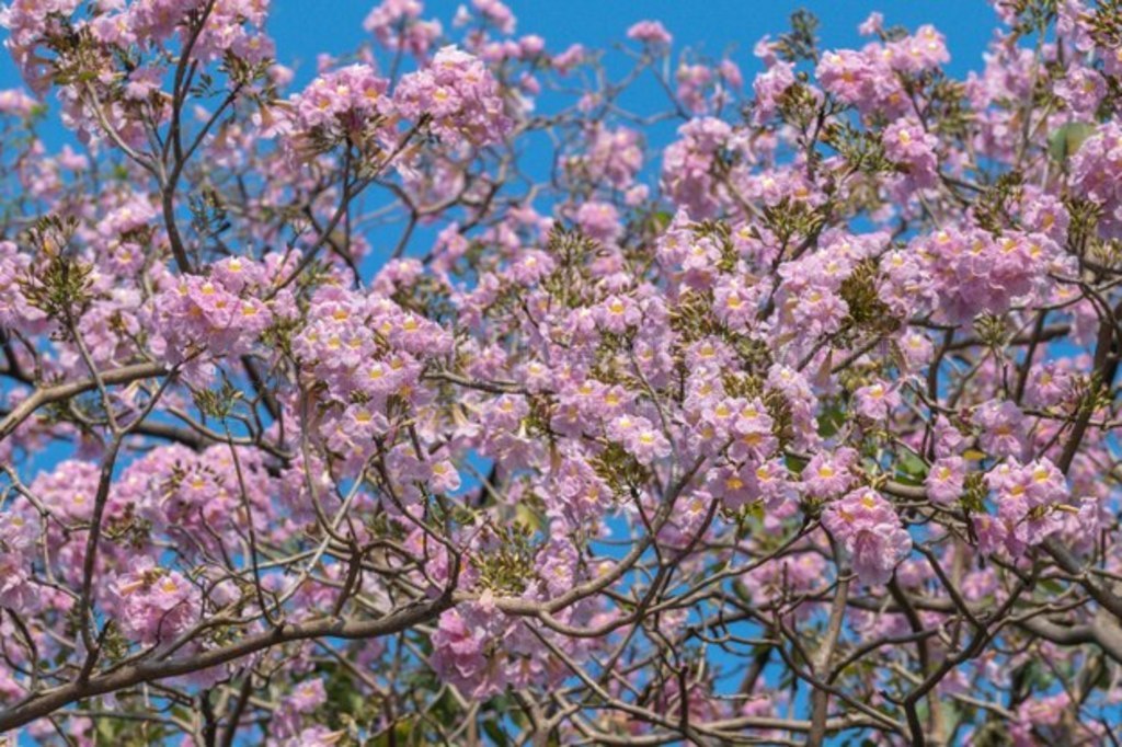  Tabebuia Rosea ڴʢ