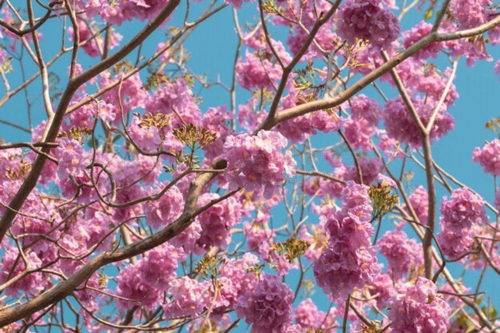  Tabebuia Rosea ڴʢ