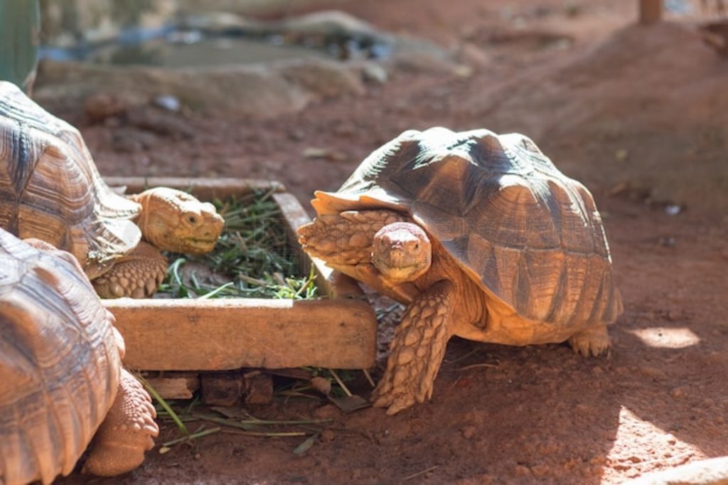 տ½꣬޶ܼ½꣨Geochelone sulcata½֮һ