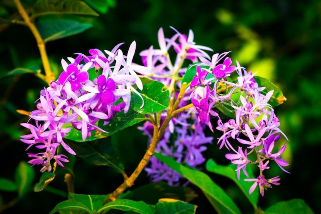 Petrea volubilisȴɫٻ԰ꡣ