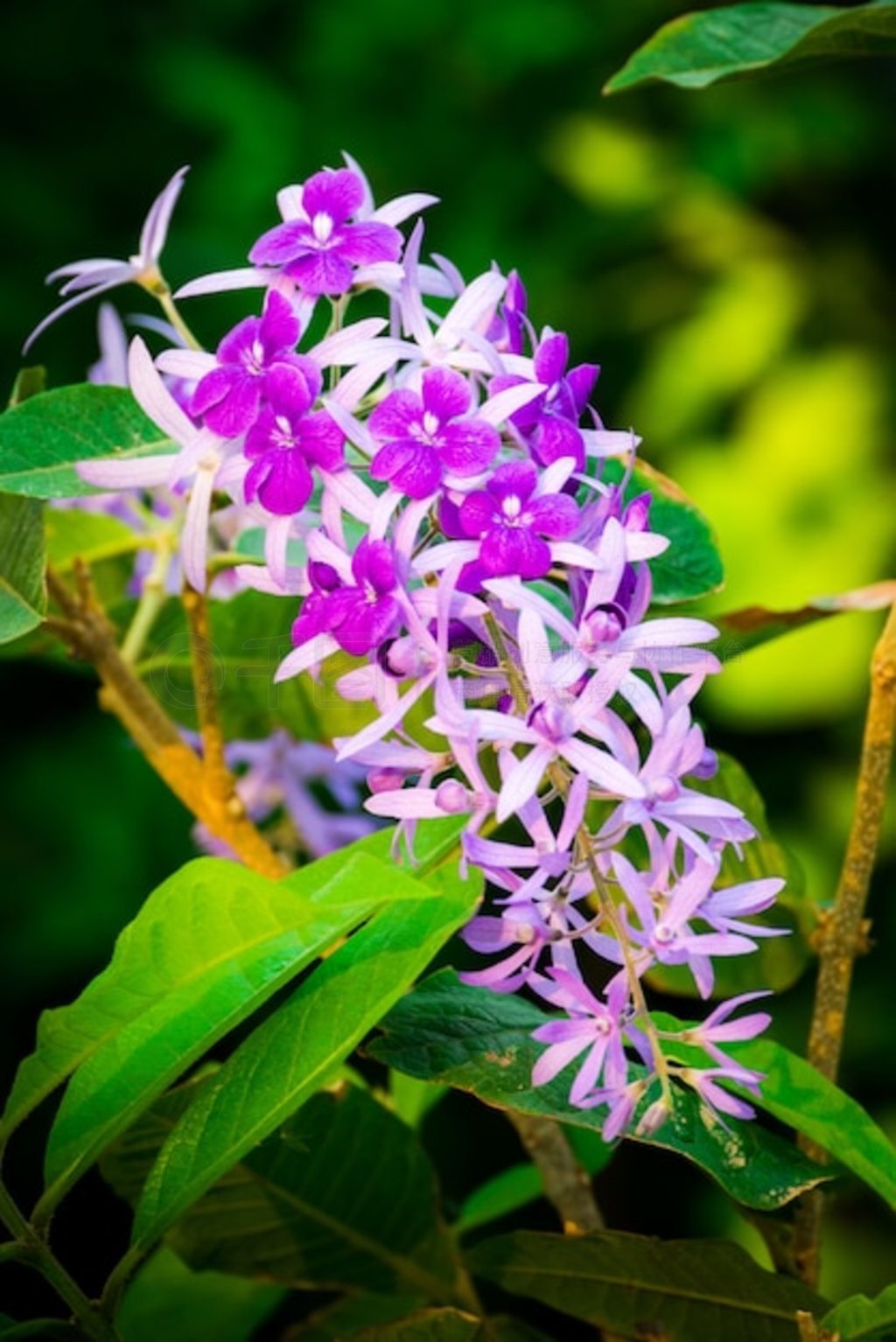 Petrea volubilisȴɫٻ԰ꡣ