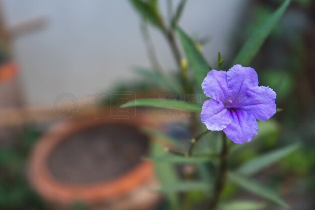 ɫ ruellia squarrosa Ұǣţ