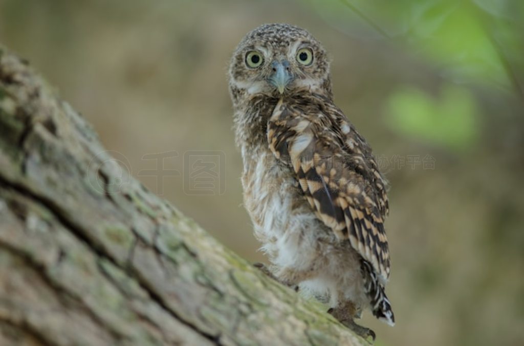 ^ (Glaucidium cuculoides)