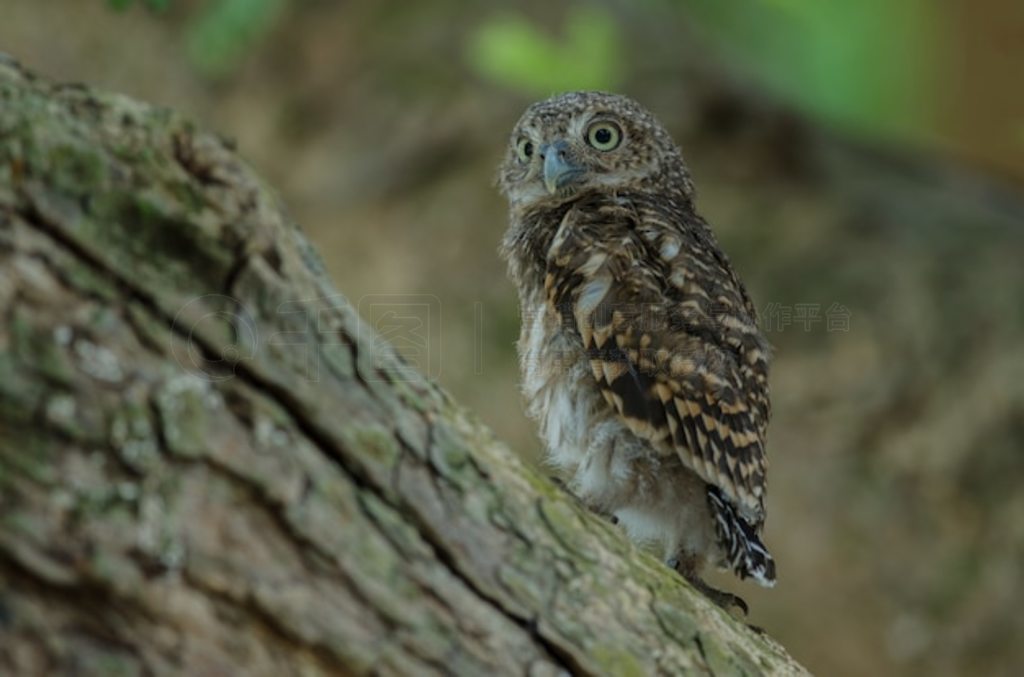 Ȼϵèͷӥ (Glaucidium cuculoides)