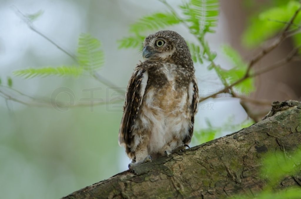 Ȼϵèͷӥ (Glaucidium cuculoides)