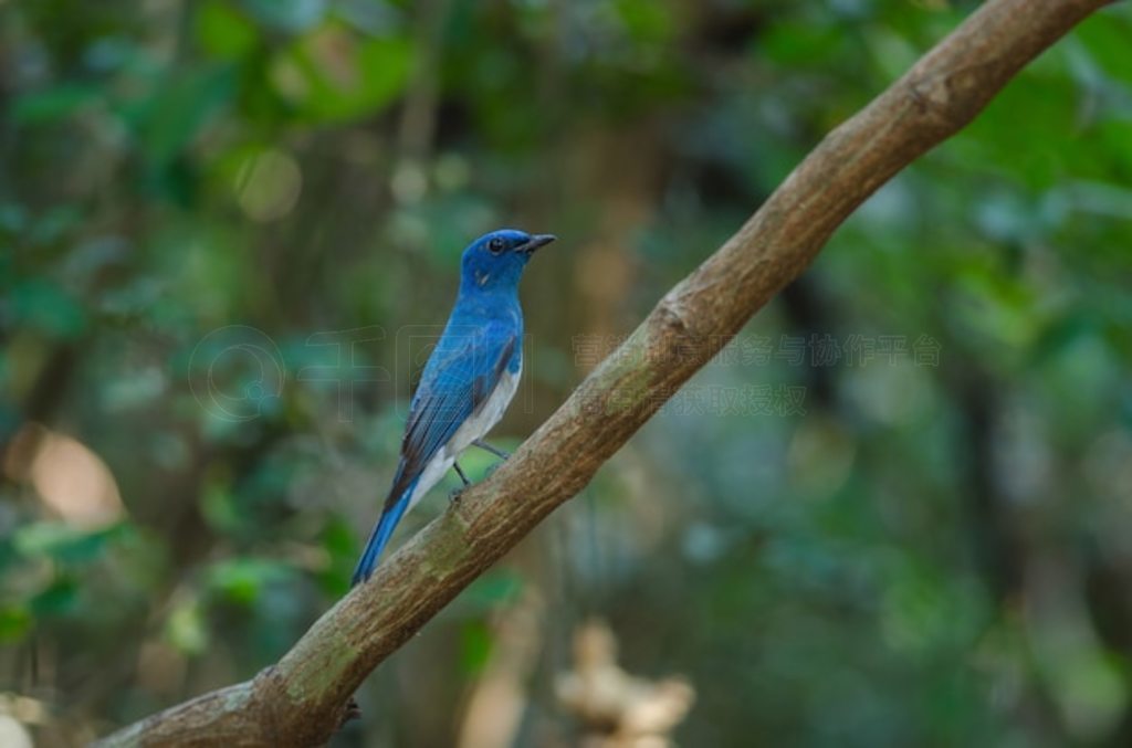 Ƥl (Cyanoptila cumatilis) Ϣľ֦