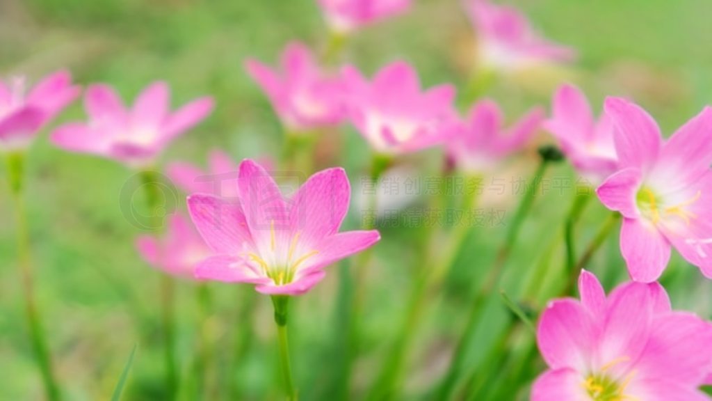 ԰ķۺɫ Zephyranthes ٺϻ