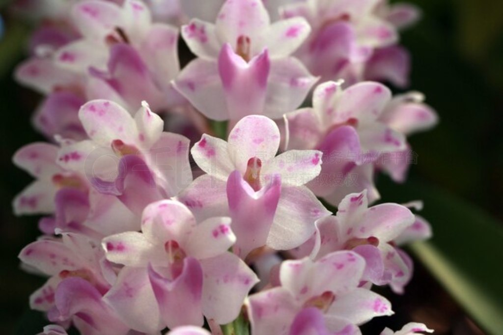 Rhynchostylis retusa (L.) Blumeдͷ