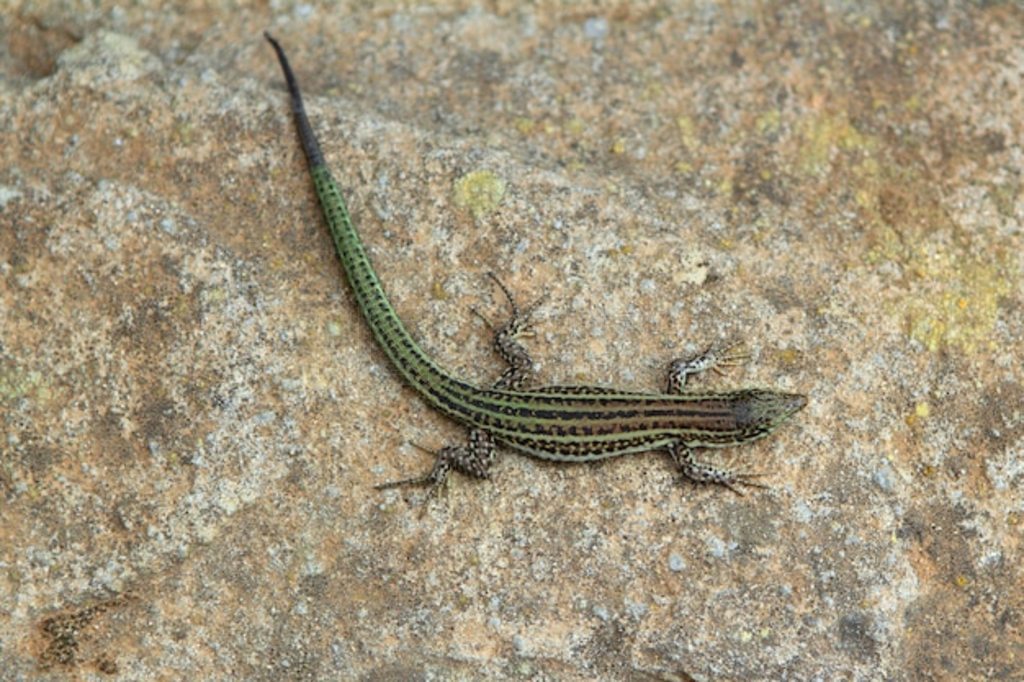  Podarcispityusensis formenterae